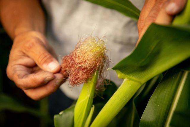corn grows iowa