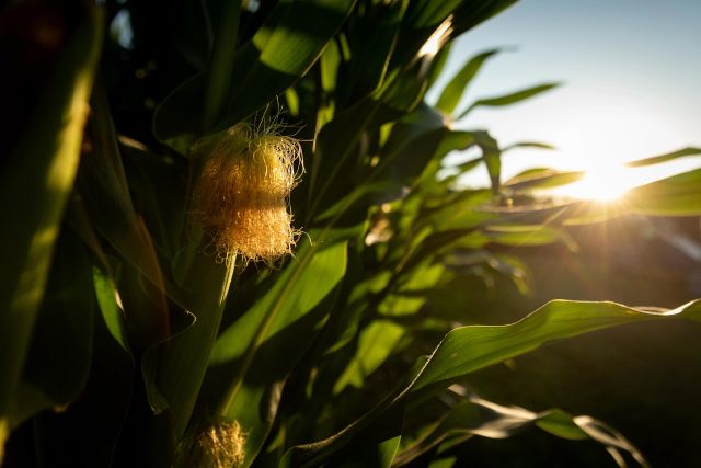 corn grows iowa